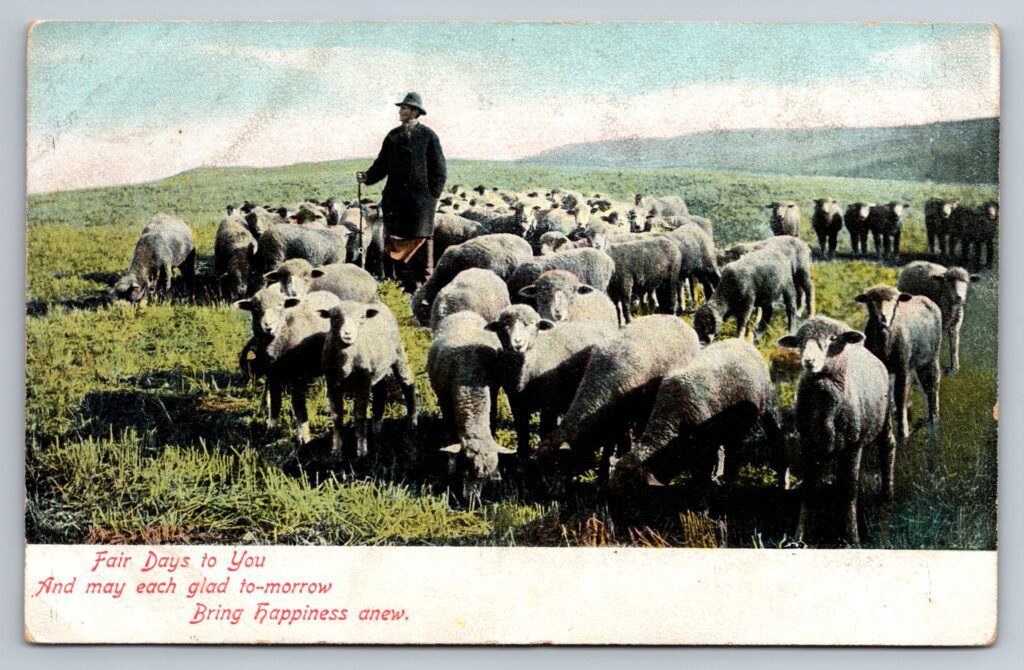 Shepherd and Sheep Postcard