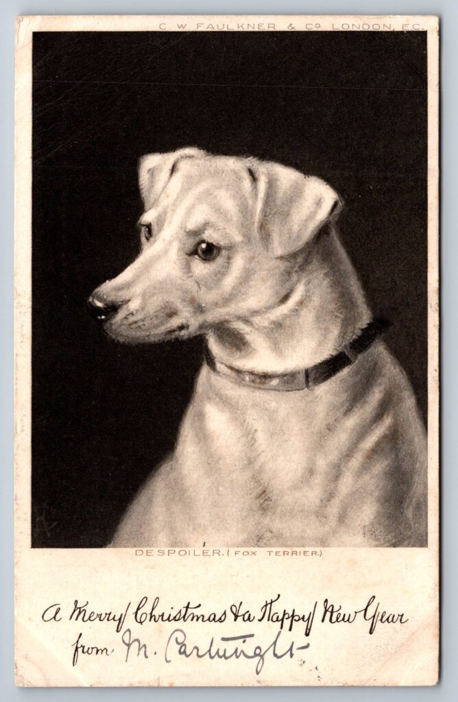 Fox Terrier Postcard front
