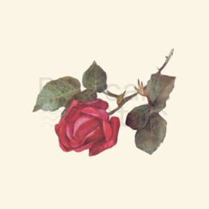 Vintage Rose Ephemera Clipart PNG