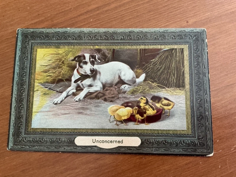 Dog and chicks postcard